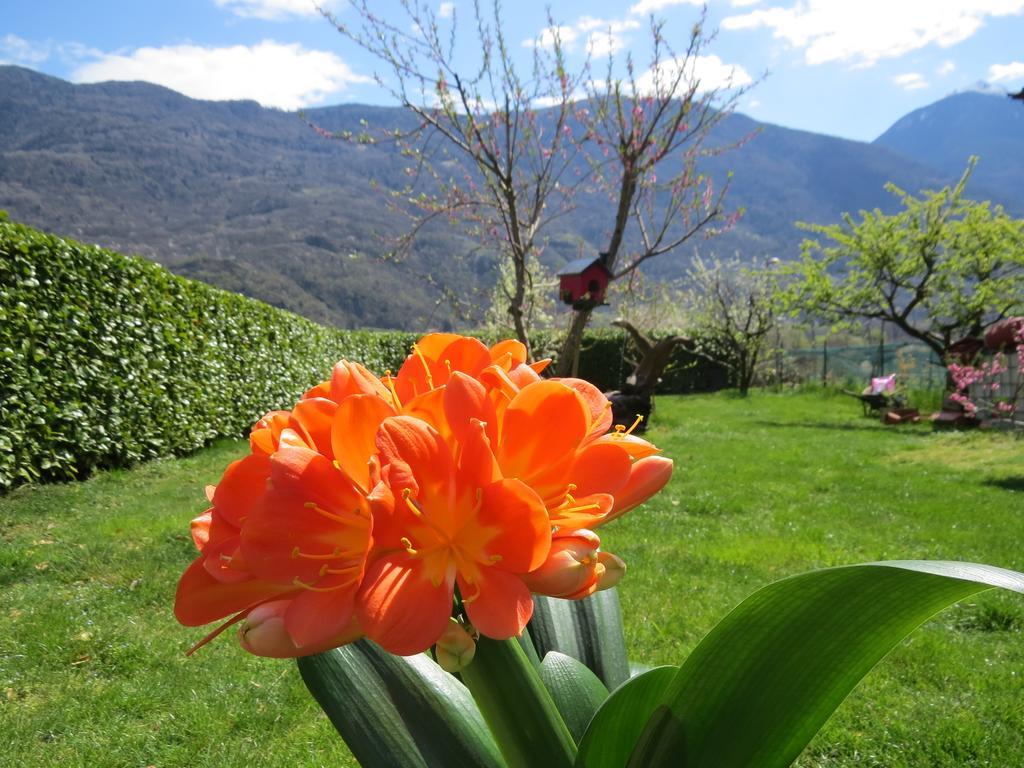 B&B Il Grappolo Bianzone Dış mekan fotoğraf